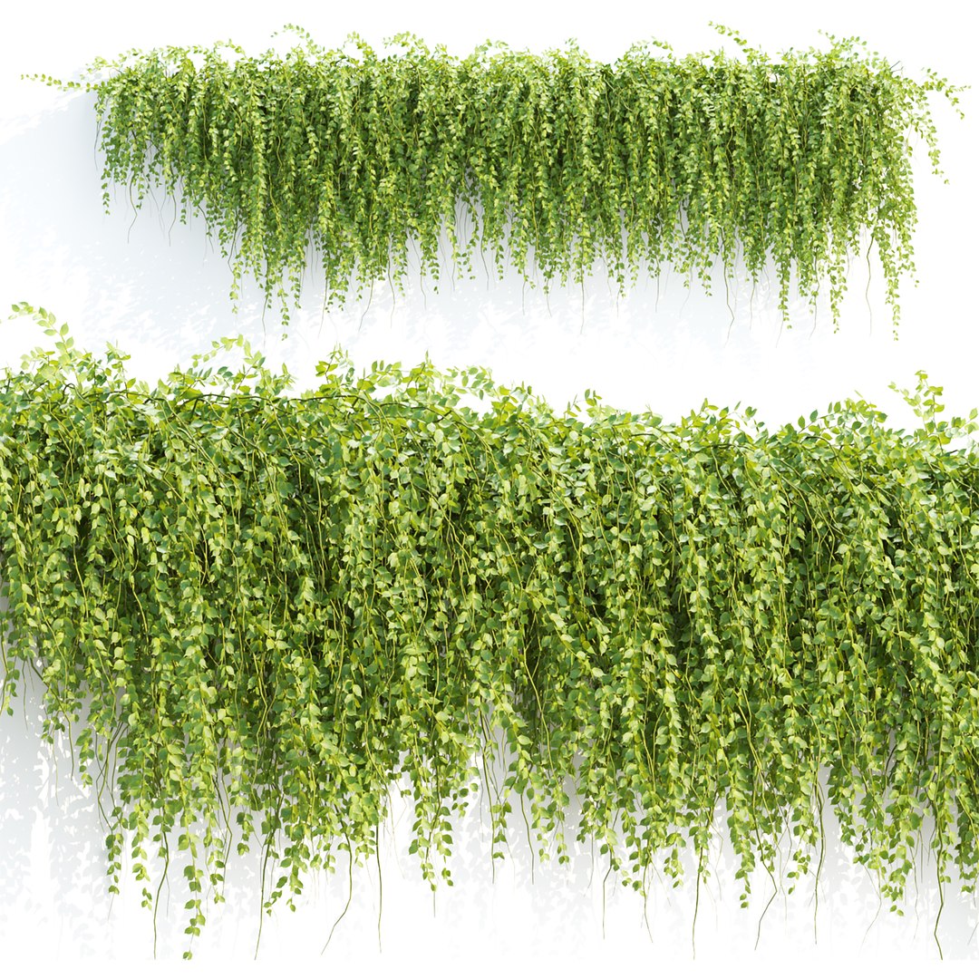 Ivy Hanging Wall Plants Collection Vol 307 3D model https://p.turbosquid.com/ts-thumb/Zg/VARaTU/yP/5/jpg/1759141466/1920x1080/fit_q87/c1c30f07f721f15e73ff43d2bf70738267317719/5.jpg