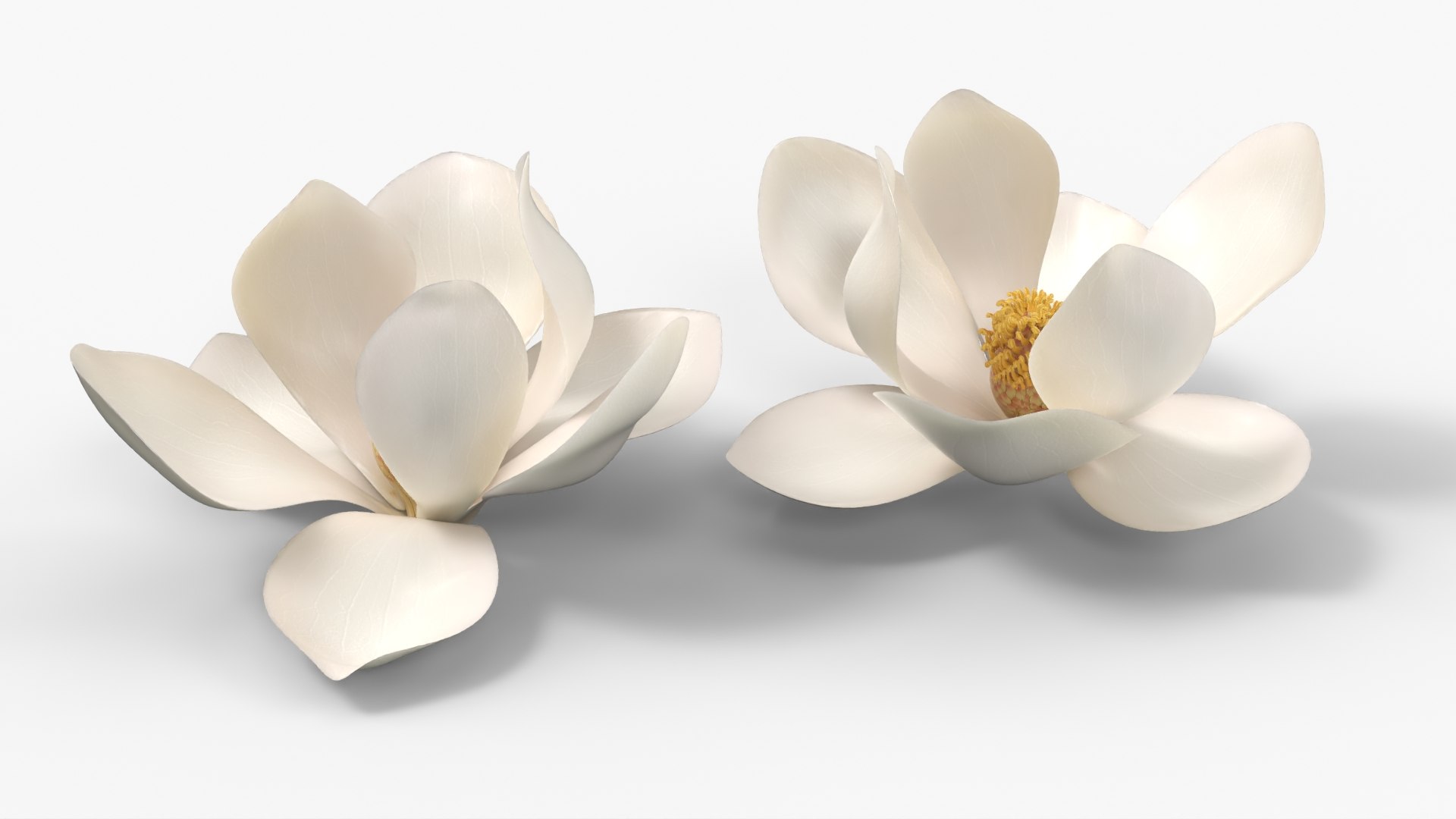 Magnolia Grandiflora Flower Top View Half Bloom White 3D model preview