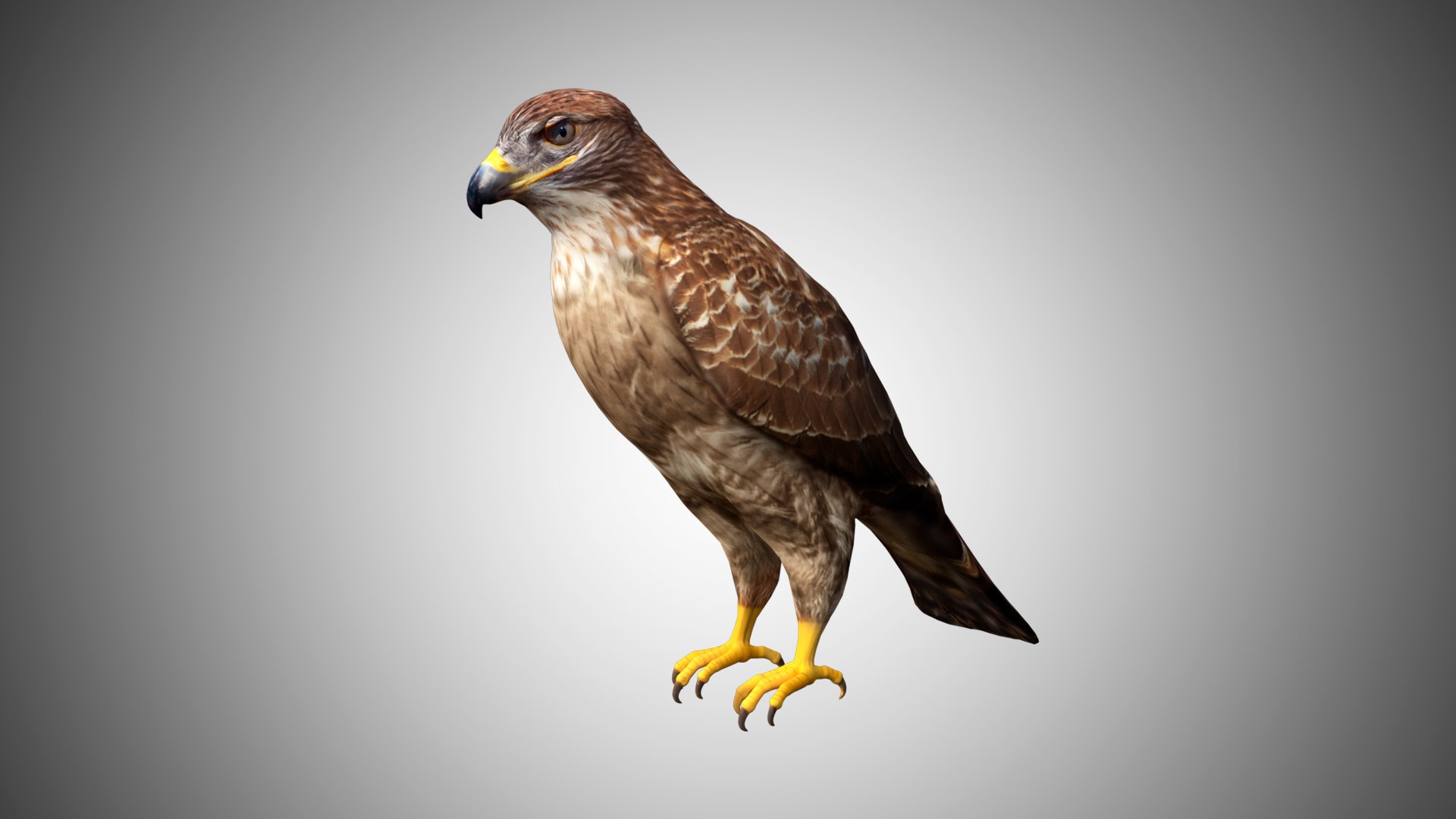 3D Model Hawk Eagle - TurboSquid 1616800
