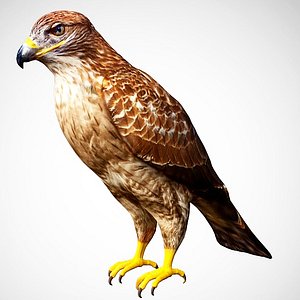 3D model hawk eagle
