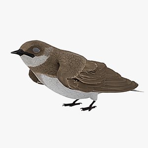 Detailed 3D Model of a Bank Swallow bird 3D model