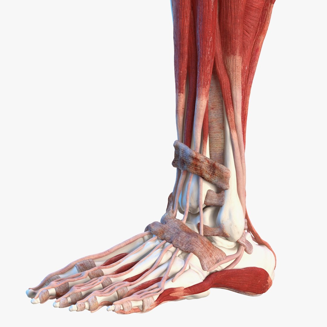 Male Leg Muscles and Bones 3D model preview