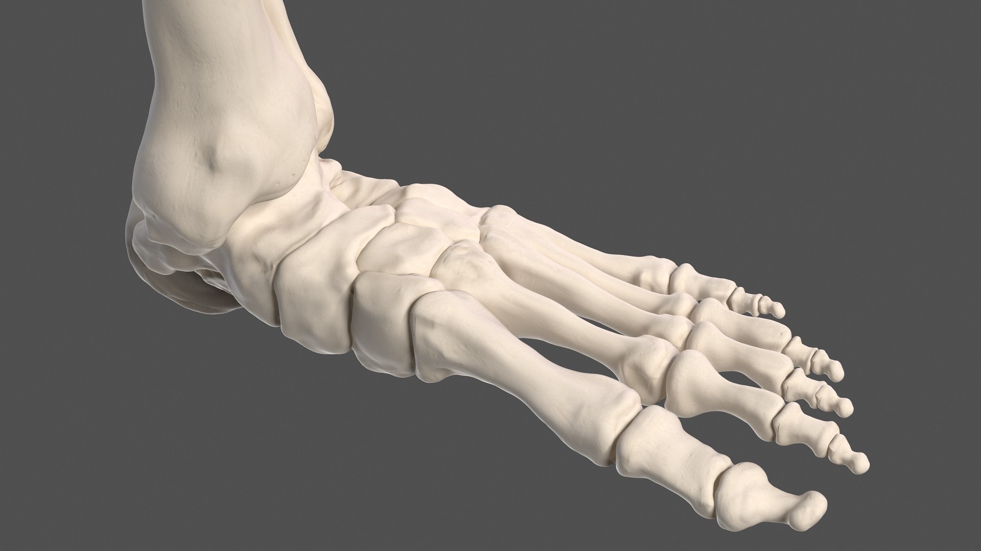 Male leg muscles bones human 3D model - TurboSquid 1466713