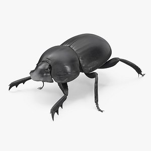 Dung Beetle Standing