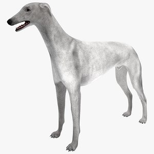 maya australian greyhound 2 fur