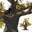Schwarzes Leopardenjunges auf einem alten, verdrehten Baum