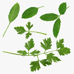 3D Mint and Parsley model