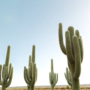 Saguaro cactus 2