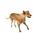 Dog_Animation_Package_from_MIXAMO