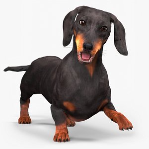 3D model Standard Dachshund Breed Dog Alert Black Fur Rigged for Maya