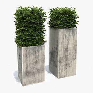 boxwood shrubs modern column 3d max