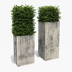 Boxwood Shrubs in Column Pots