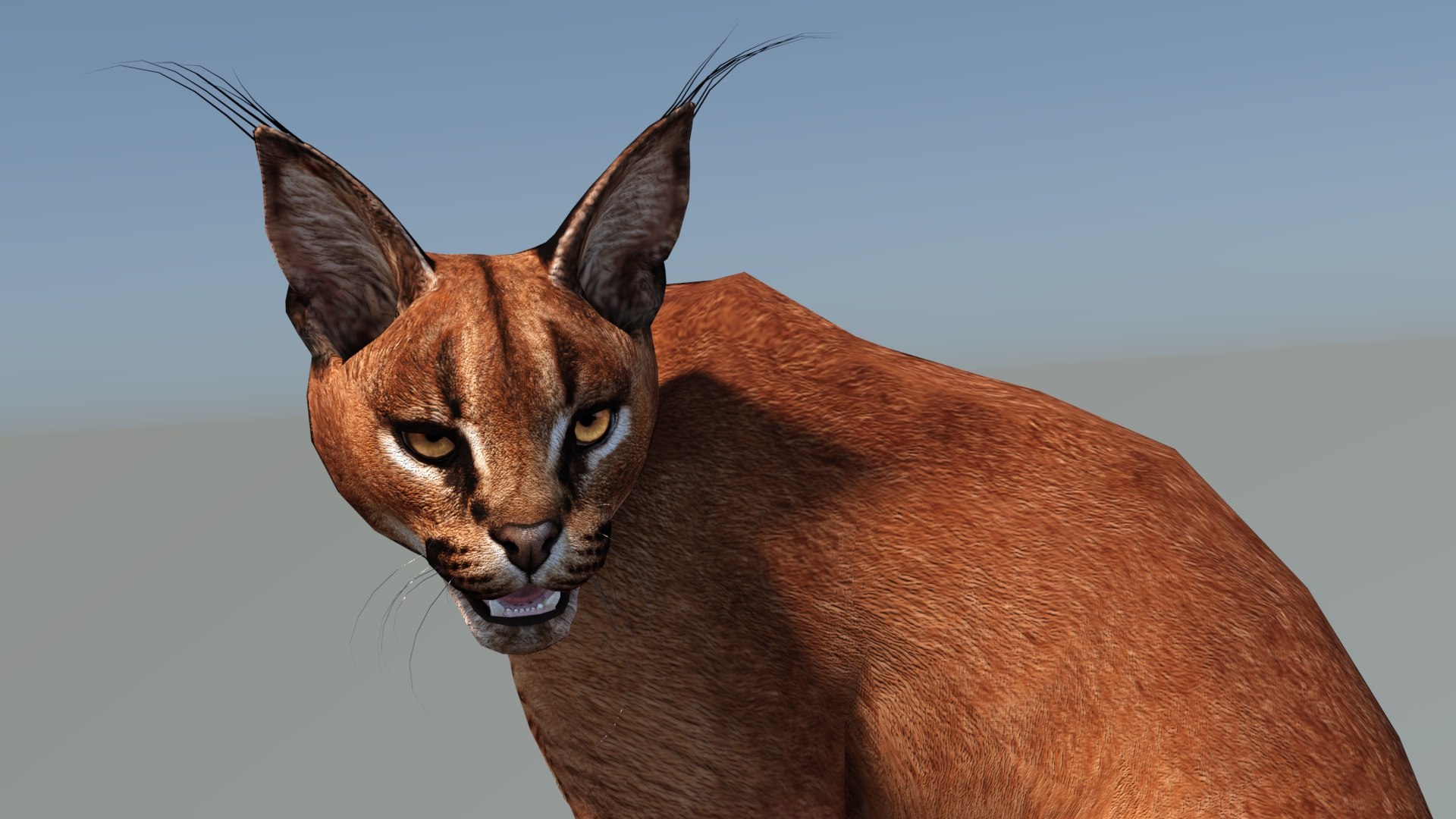 Animated Caracal Low Poly 3D model https://p.turbosquid.com/ts-thumb/Zh/QO6Hql/23/caracal3dmodelrigged12/jpg/1735556722/1920x1080/fit_q87/506f16e4a90f28a3acfbc22ec0de42991d1bfd56/caracal3dmodelrigged12.jpg