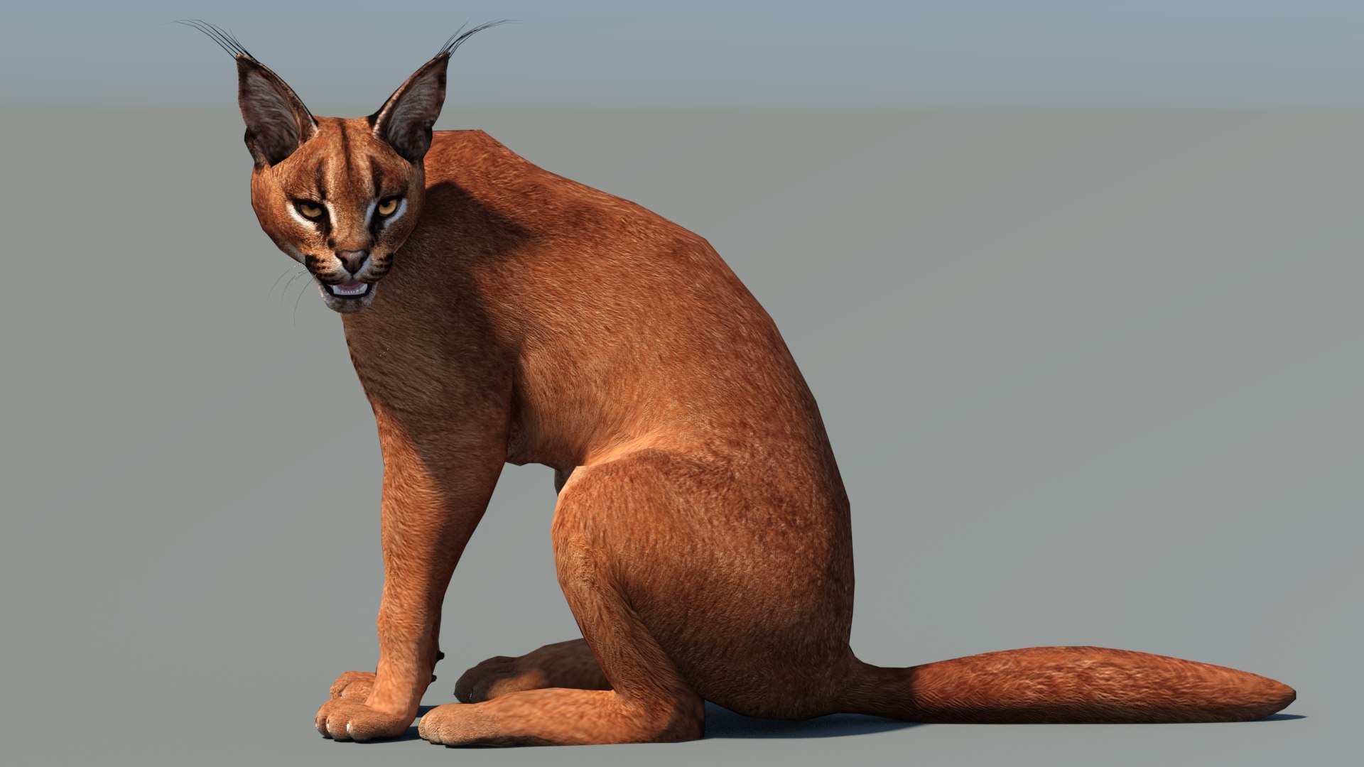 Animated Caracal Low Poly 3D model https://p.turbosquid.com/ts-thumb/Zh/QO6Hql/9Y/caracal3dmodelrigged09_/jpg/1735556720/1920x1080/fit_q87/3fd3c387398828448cad221a89275d230551c872/caracal3dmodelrigged09_.jpg