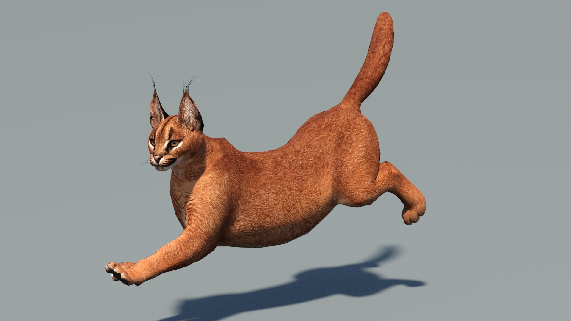 Animated Caracal Low Poly 3D model https://p.turbosquid.com/ts-thumb/Zh/QO6Hql/B3/caracal3dmodelrigged09_01/jpg/1735556720/1920x1080/fit_q87/3d6154a0b292da9b911bfd8fb6df1d3e85b96c26/caracal3dmodelrigged09_01.jpg