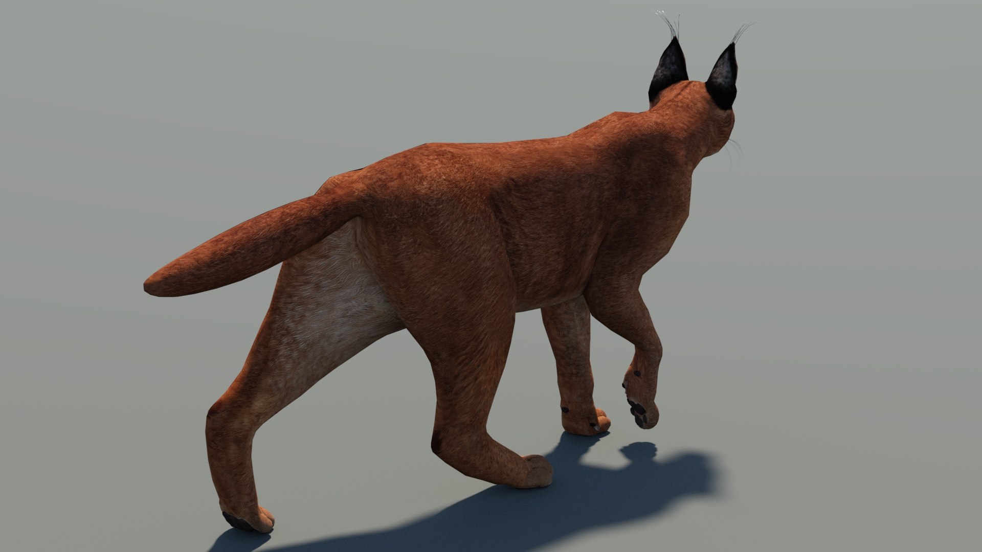 Animated Caracal Low Poly 3D model https://p.turbosquid.com/ts-thumb/Zh/QO6Hql/In/caracal3dmodelrigged05_/jpg/1735556717/1920x1080/fit_q87/d9529fd9b75c30c65fa397292145fff29521a03b/caracal3dmodelrigged05_.jpg