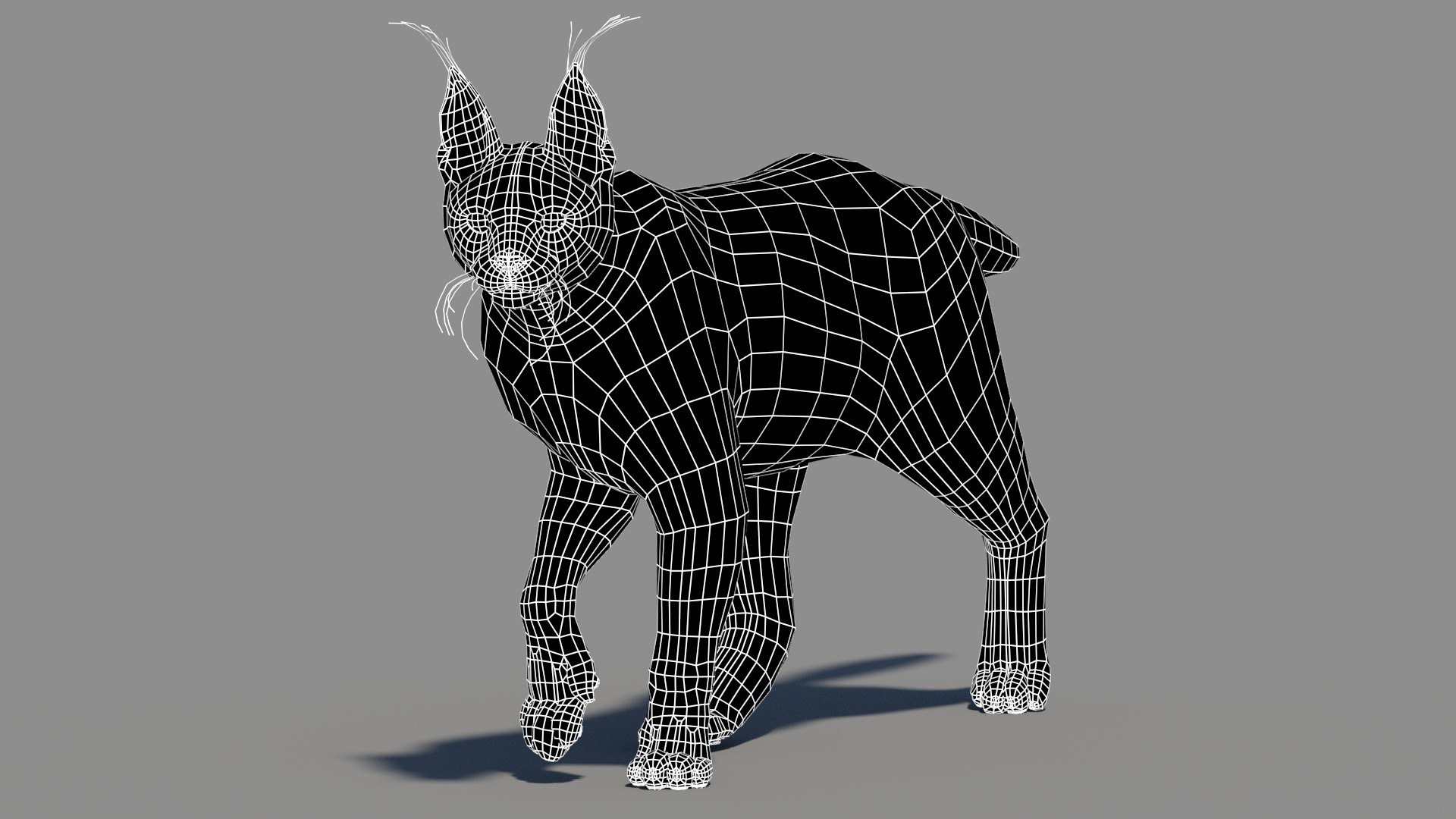 Animated Caracal Low Poly 3D model https://p.turbosquid.com/ts-thumb/Zh/QO6Hql/Pz/caracal3dmodelriggedwireframe01/jpg/1735557253/1920x1080/fit_q87/139e57055bec39947fd8a5ec41a8b8235f2326c4/caracal3dmodelriggedwireframe01.jpg