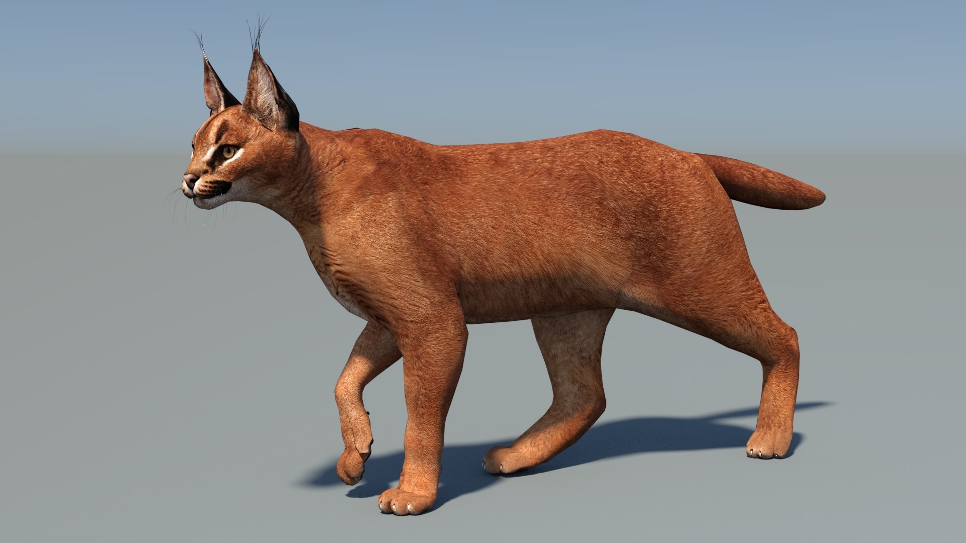 Animated Caracal Low Poly 3D model https://p.turbosquid.com/ts-thumb/Zh/QO6Hql/Tm/caracal3dmodelanimated03/jpg/1735556717/1920x1080/fit_q87/a1e98096d15231a93953239f3dc1b10271adbdf1/caracal3dmodelanimated03.jpg