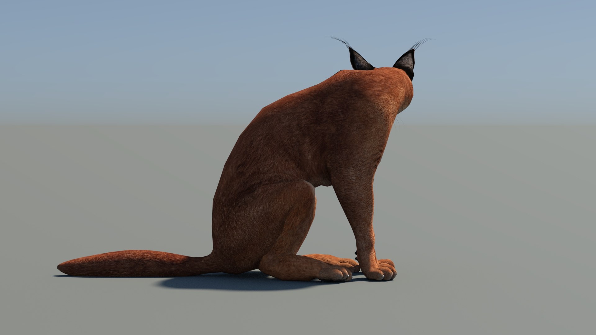 Animated Caracal Low Poly 3D model https://p.turbosquid.com/ts-thumb/Zh/QO6Hql/UN/caracal3dmodelrigged09/jpg/1735556719/1920x1080/fit_q87/dade1194b97e0a8227f87a7ccaba02b453a2cdb1/caracal3dmodelrigged09.jpg