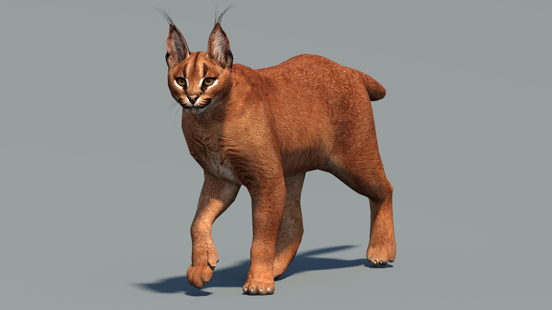 Animated Caracal Low Poly 3D model https://p.turbosquid.com/ts-thumb/Zh/QO6Hql/UQ/animatedcaracal3dmodelwalkcycle/jpg/1735557305/1920x1080/turn_fit_q99/1453eef0a8c2897502f57da4fdae22088c1eec13/animatedcaracal3dmodelwalkcycle-1.jpg