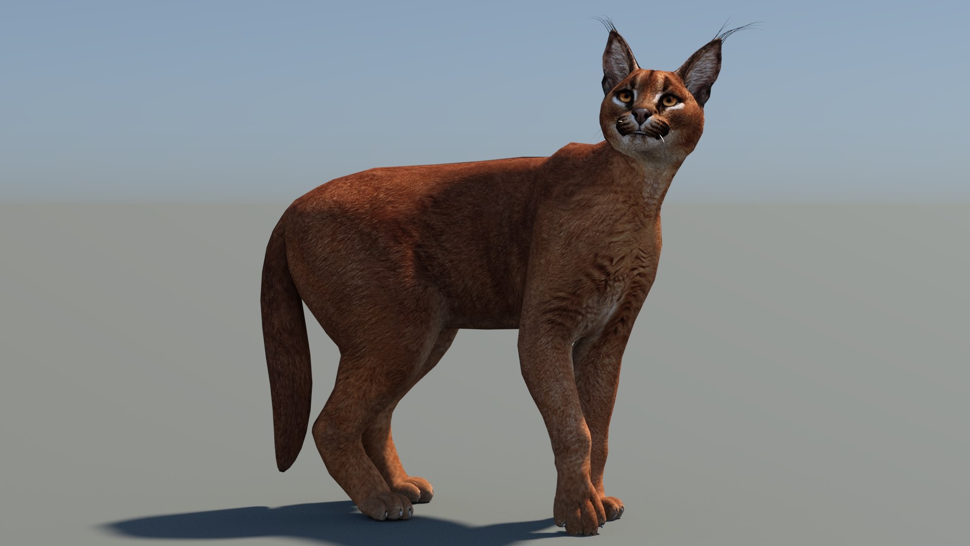 Animated Caracal Low Poly 3D model https://p.turbosquid.com/ts-thumb/Zh/QO6Hql/Uc/caracal3dmodelrigged07/jpg/1735556719/1920x1080/fit_q87/231201cd29a50e61c6d2675b26b5949e1b7a5a04/caracal3dmodelrigged07.jpg