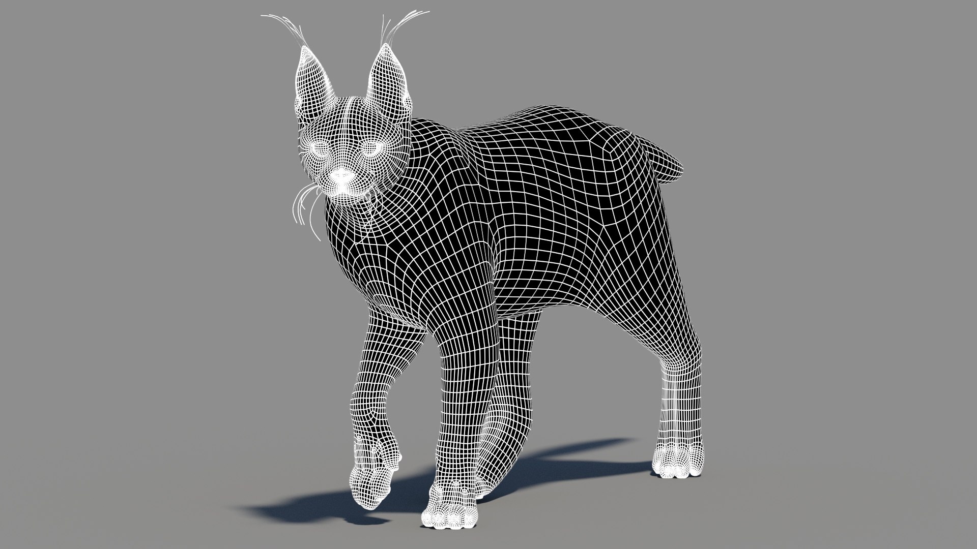 Animated Caracal Low Poly 3D model https://p.turbosquid.com/ts-thumb/Zh/QO6Hql/VB/caracal3dmodelriggedwireframe02/jpg/1735557254/1920x1080/fit_q87/0f77d2d34b3cafd1facd7a50d8284312e5a416d4/caracal3dmodelriggedwireframe02.jpg