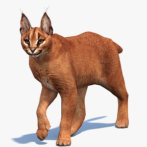 Animated Caracal Low Poly 3D model