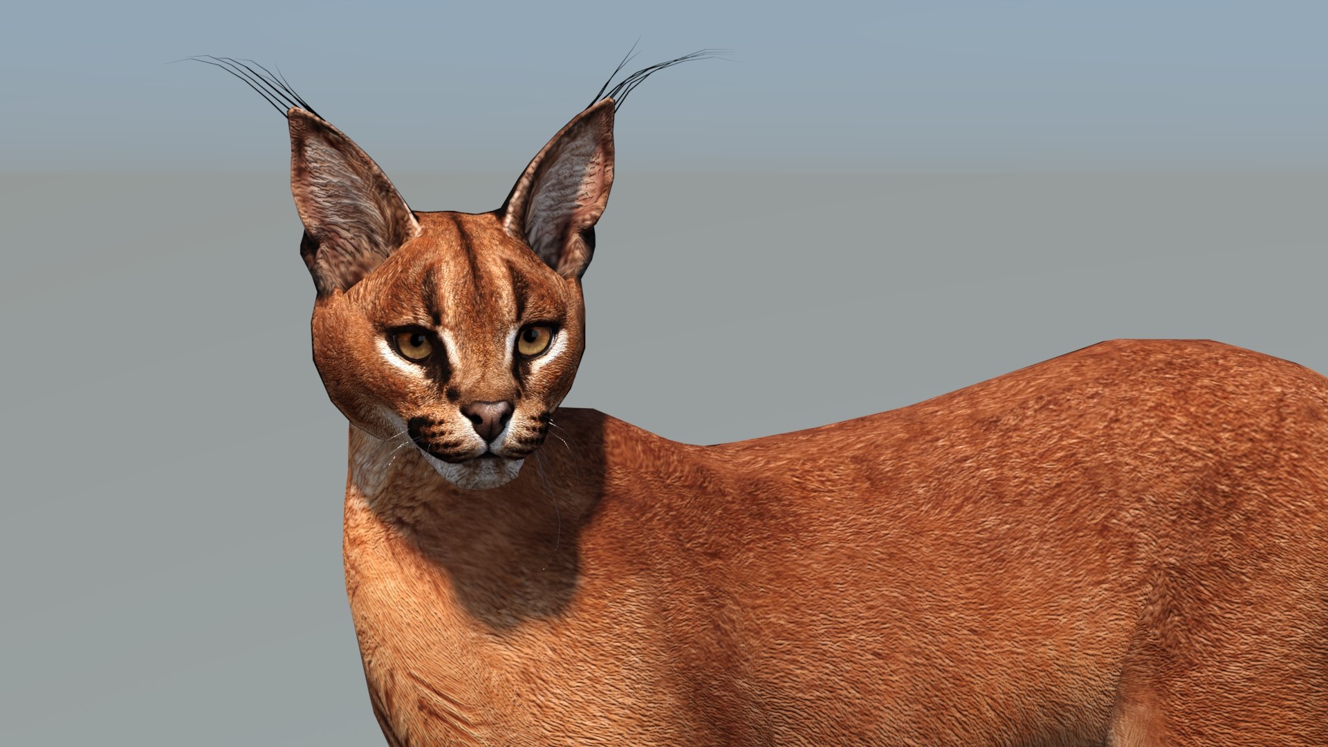 Animated Caracal Low Poly 3D model https://p.turbosquid.com/ts-thumb/Zh/QO6Hql/fc/caracal3dmodelrigged10/jpg/1735556722/1920x1080/fit_q87/bee352e0e6b7a9de0bb4a7065724ddebcce76c01/caracal3dmodelrigged10.jpg