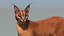 Caracal animado de bajo polígono