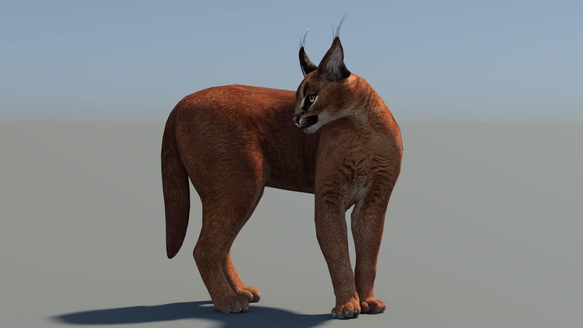 Animated Caracal Low Poly 3D model https://p.turbosquid.com/ts-thumb/Zh/QO6Hql/ot/caracal3dmodelrigged06/jpg/1735556718/1920x1080/fit_q87/22b5e723e19cf3e3e88a09c0597d8fda7cfd4701/caracal3dmodelrigged06.jpg