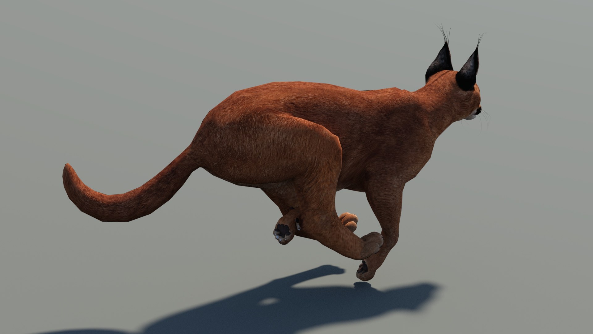 Animated Caracal Low Poly 3D model https://p.turbosquid.com/ts-thumb/Zh/QO6Hql/sJ/caracal3dmodelrigged06_/jpg/1735556718/1920x1080/fit_q87/80676c942f1d1e054b1d4fcd7576551439f09235/caracal3dmodelrigged06_.jpg
