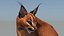 Caracal animado de bajo polígono