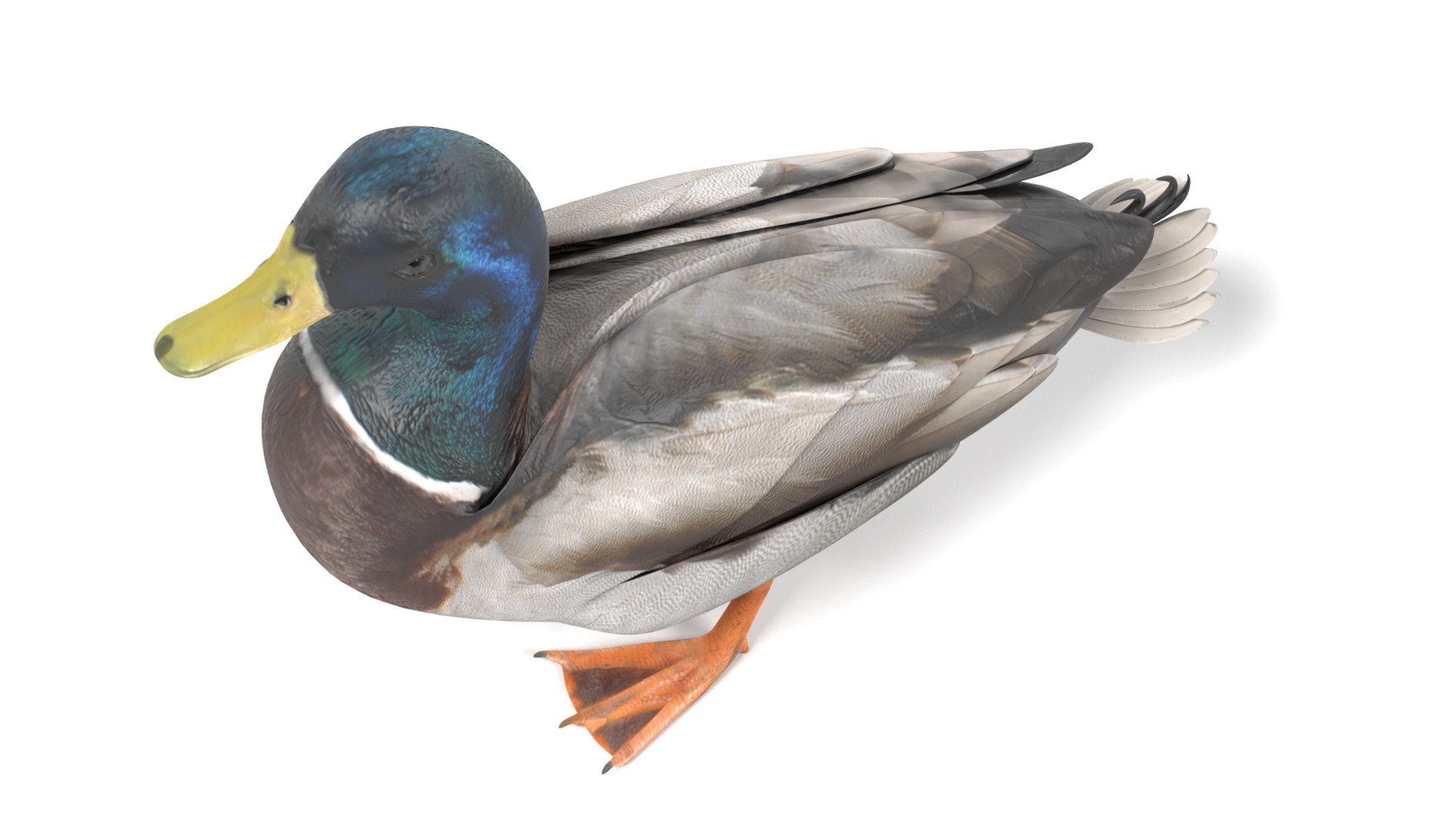 wild ducks 3D model https://p.turbosquid.com/ts-thumb/Zh/WcfwVh/1357Bltq/duckmalei/png/1495719606/1920x1080/fit_q87/a5f9ad87e6c03130100b57a28d94d4f2ad6aace8/duckmalei.jpg