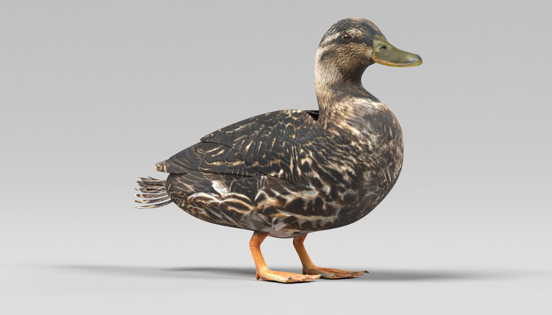 wild ducks 3D model https://p.turbosquid.com/ts-thumb/Zh/WcfwVh/4HUlV9rH/duckfemalee/png/1495719605/1920x1080/fit_q87/d9901506388be5611a68585b900406272cdced30/duckfemalee.jpg