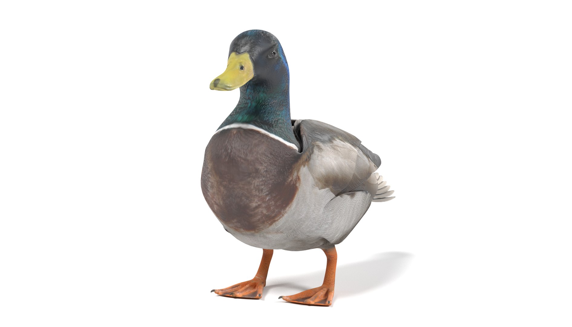 wild ducks 3D model https://p.turbosquid.com/ts-thumb/Zh/WcfwVh/7akhb3lQ/duckmaleg/png/1495719606/1920x1080/fit_q87/9cc1ea00589ab6fd9194fce8435efc673dbe9e18/duckmaleg.jpg