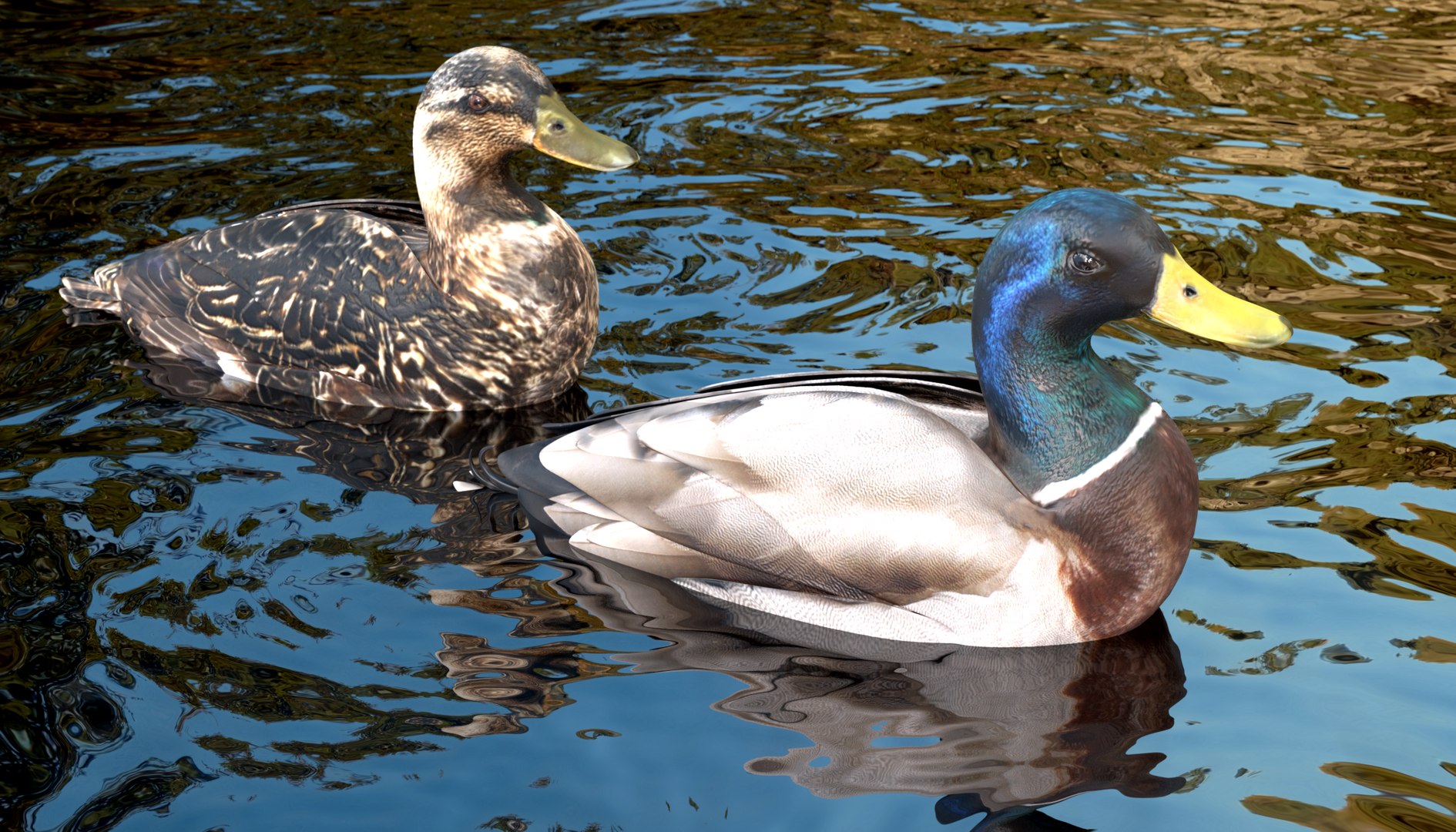 wild ducks 3D model https://p.turbosquid.com/ts-thumb/Zh/WcfwVh/9DyShhqs/ducksinwater/png/1495719606/1920x1080/fit_q87/57f7402ef79e996407ffa2e57d52ea788e5c01ac/ducksinwater.jpg