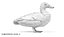 anatre