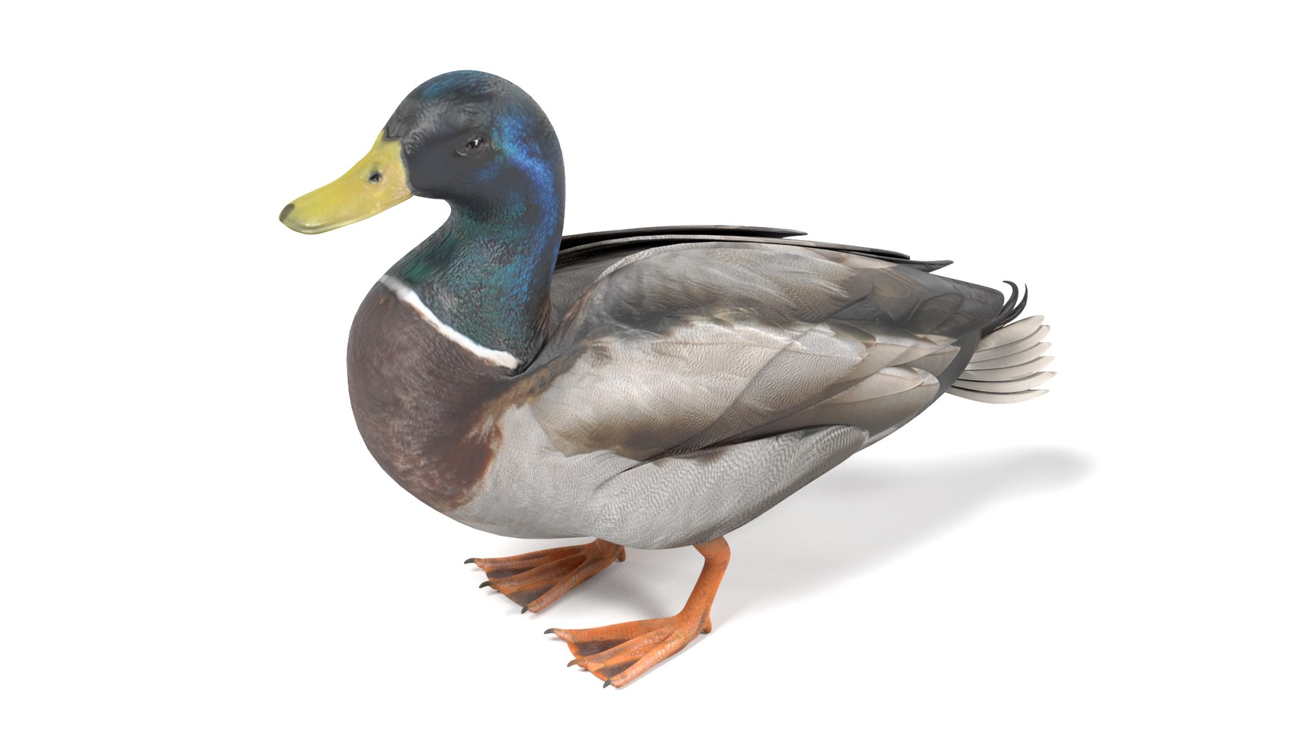 wild ducks 3D model https://p.turbosquid.com/ts-thumb/Zh/WcfwVh/KOJHTFbK/duckmaleh/png/1495719606/1920x1080/fit_q87/bc7a7767ee0e940c05c21bc1e81e30994cf5c307/duckmaleh.jpg
