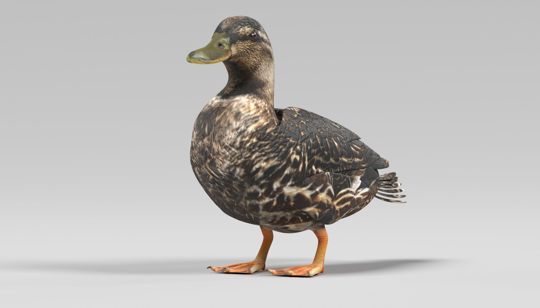 wild ducks 3D model https://p.turbosquid.com/ts-thumb/Zh/WcfwVh/Pvo6Al9o/duckfemalef/png/1495719605/1920x1080/fit_q87/6f3b5f45c02ed29e2fc8e565feb2e807ba1a24a8/duckfemalef.jpg