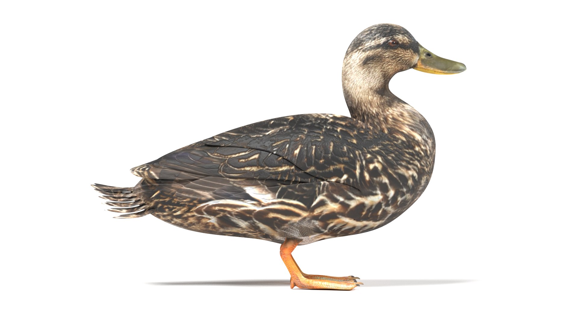 wild ducks 3D model https://p.turbosquid.com/ts-thumb/Zh/WcfwVh/UvijDrZX/duckfemalec/png/1495719605/1920x1080/fit_q87/a75d69f507d91e6cfae416abd78b788c5d094941/duckfemalec.jpg