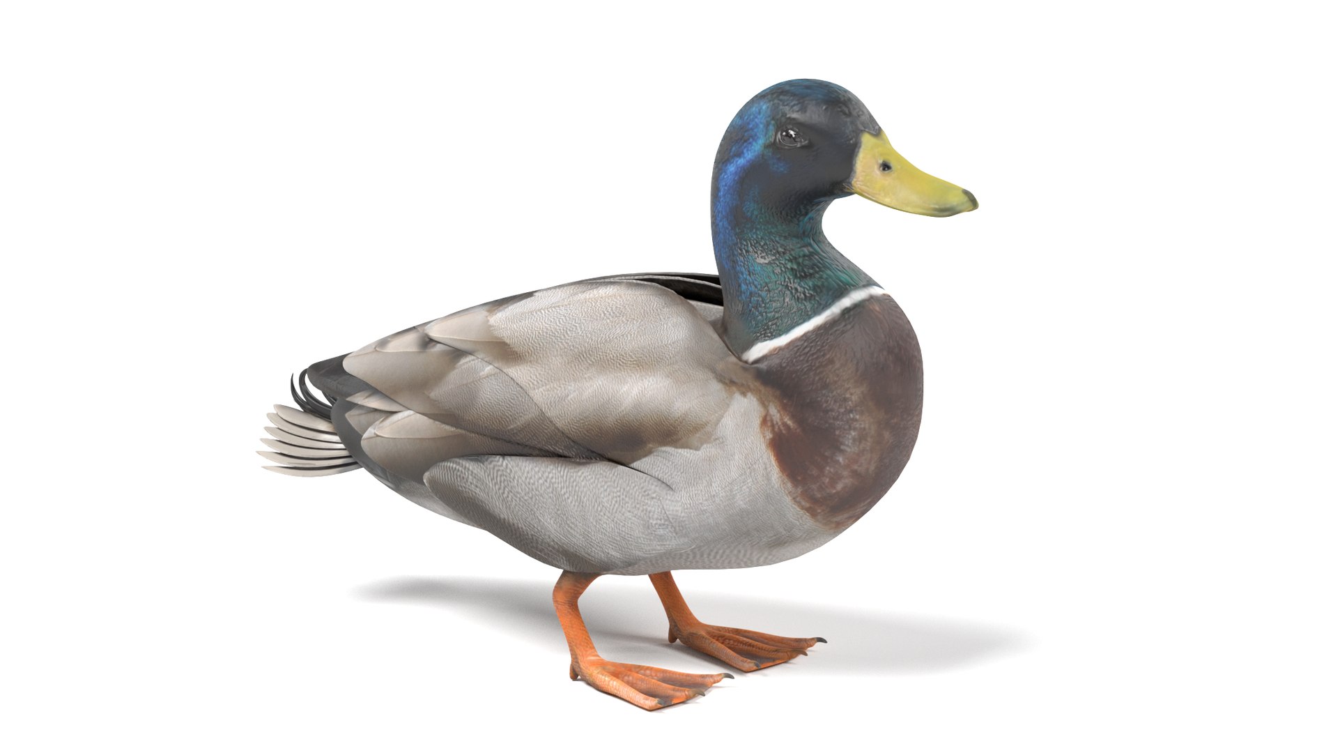 wild ducks 3D model https://p.turbosquid.com/ts-thumb/Zh/WcfwVh/VJ3gmPBb/duckmalee/png/1495719606/1920x1080/fit_q87/554e6c1361db0ab57cc403f7924426ddbb590e01/duckmalee.jpg