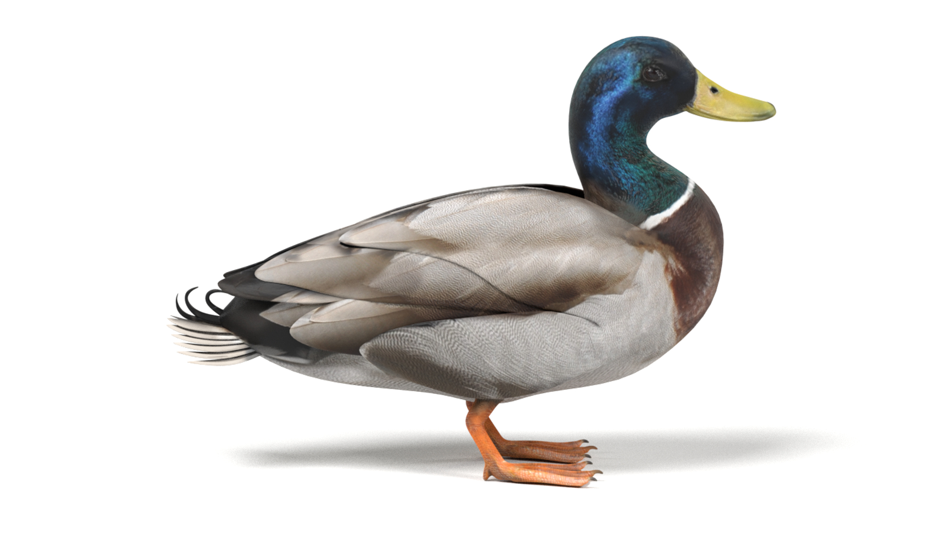 wild ducks 3D model https://p.turbosquid.com/ts-thumb/Zh/WcfwVh/fyUzQ2cr/0001/png/1495719173/1920x1080/turn_fit_q99/78c8d2bb73cf03f62728bf5ba7663c24c20ca377/0001-1.jpg