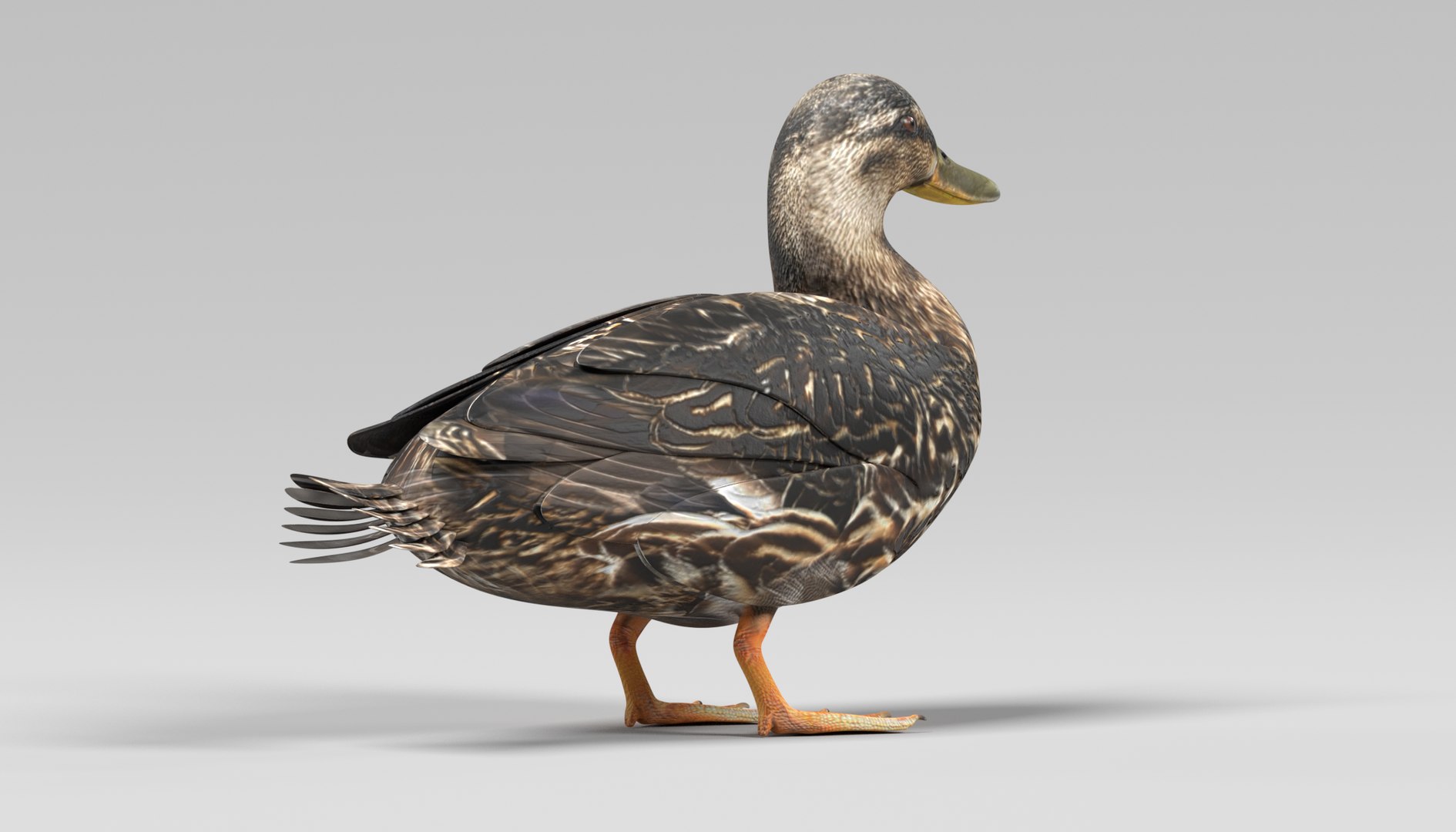 wild ducks 3D model https://p.turbosquid.com/ts-thumb/Zh/WcfwVh/hteKaxIo/duckfemaleg/png/1495719605/1920x1080/fit_q87/462e6e20ea134f75561cb6f7f43318a710e3ba66/duckfemaleg.jpg