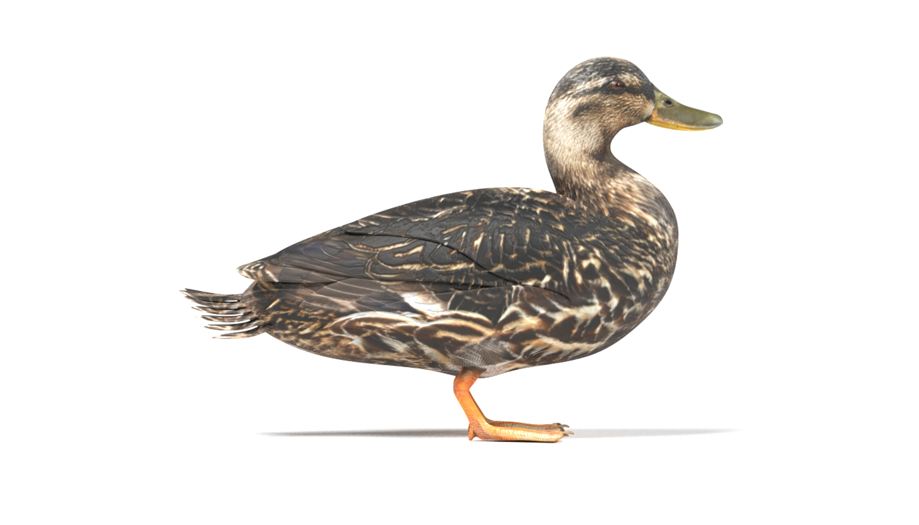 wild ducks 3D model https://p.turbosquid.com/ts-thumb/Zh/WcfwVh/kZzehGU1/0001/png/1495718392/1920x1080/turn_fit_q99/a1a1b6bfef10601922951882f937fedd9fcbe747/0001-1.jpg