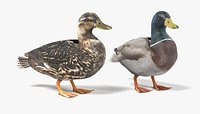 Ducks