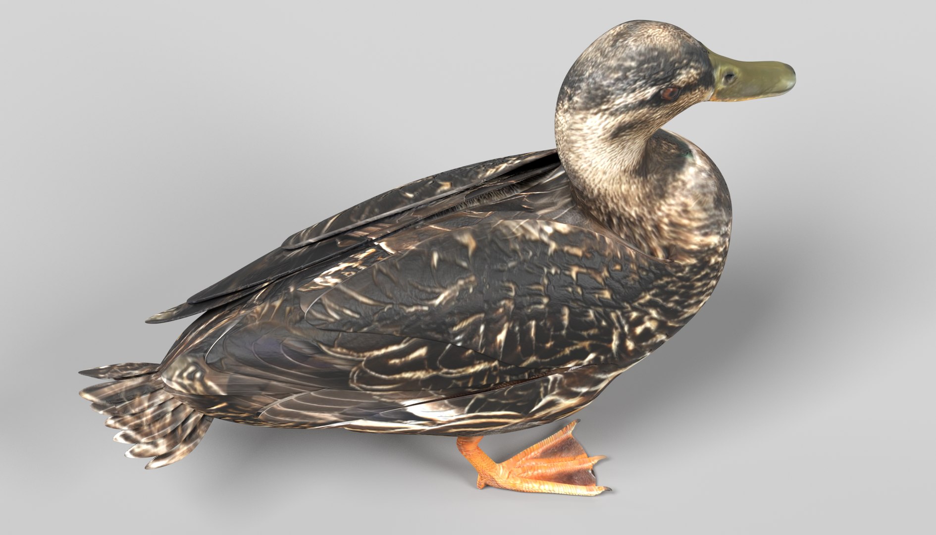 wild ducks 3D model https://p.turbosquid.com/ts-thumb/Zh/WcfwVh/t9VifEsd/duckfemaleh/png/1495719605/1920x1080/fit_q87/e6a05f2ab2ee38dd76b7712ec1d39d06e54a2d7d/duckfemaleh.jpg