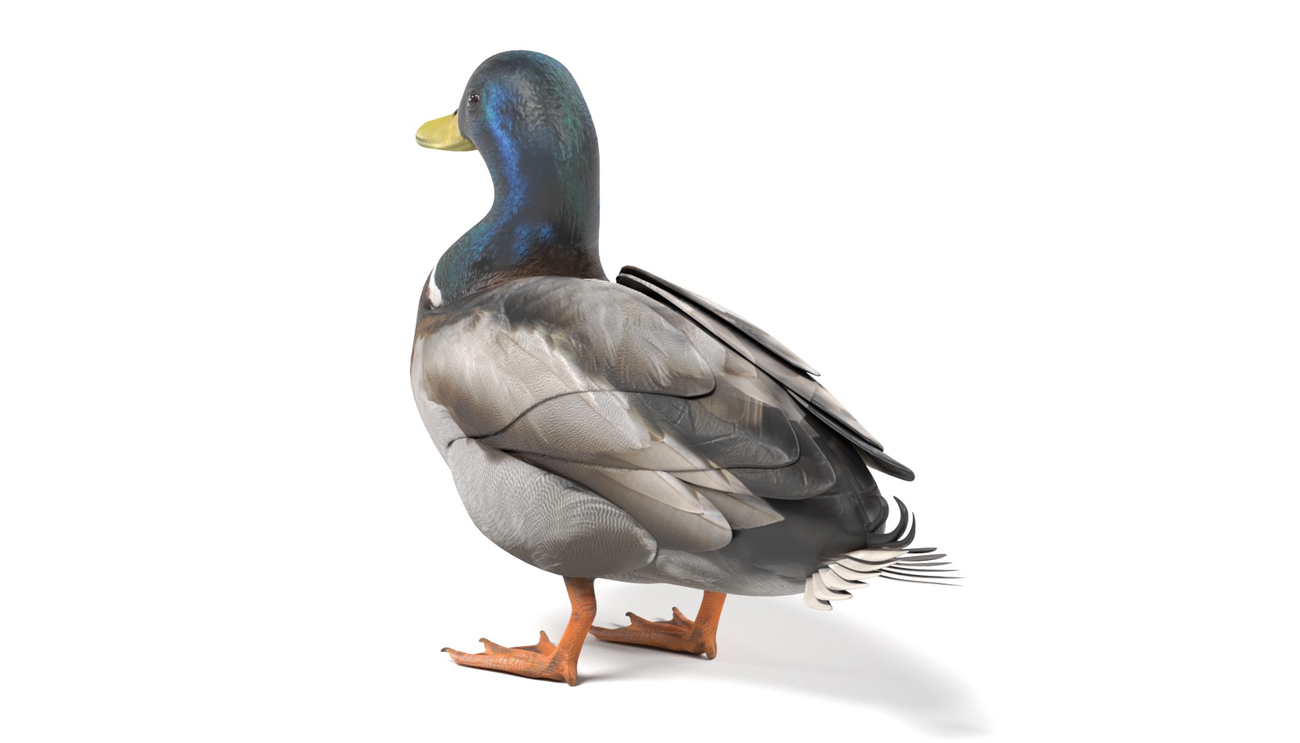 wild ducks 3D model https://p.turbosquid.com/ts-thumb/Zh/WcfwVh/zywOk4uZ/duckmalef/png/1495719606/1920x1080/fit_q87/61a4b0cd9b70f9b66959d0f0c07624fa71638169/duckmalef.jpg