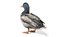 anatre