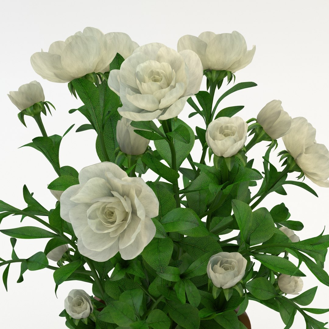flowers pot model https://p.turbosquid.com/ts-thumb/Zh/XhlURW/SAhiVvnr/gardenia_white_006/jpg/1392491189/1920x1080/fit_q87/3576b94fa686bf16c584961850187d5bbd83438f/gardenia_white_006.jpg