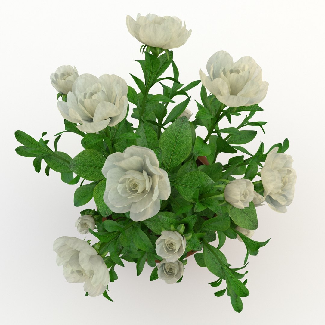 flowers pot model https://p.turbosquid.com/ts-thumb/Zh/XhlURW/naOtq7WY/gardenia_white_004/jpg/1392491189/1920x1080/fit_q87/b1863d04a5a3b1380d22457964bad60929f0b267/gardenia_white_004.jpg